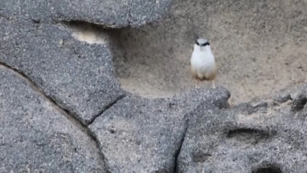 Ağrı dağında görünən bu quş hər kəsi valeh etdi - VİDEO