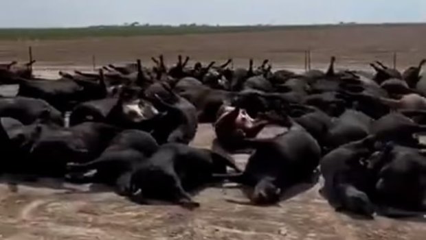 Bu ölkədə bir hadisə nəticəsində 18 min baş inək məhv oldu