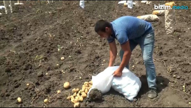 Kartofun qiymətində KƏSKİN UCUZLAŞMA – Bəzi fermerlər məhsulu sahədən YIĞMIRLAR – FOTO  