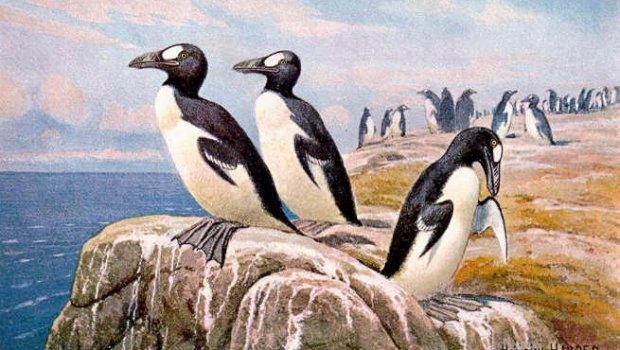 Uça bilməyən nadir quş növünü avropalılar necə MƏHV ETDİ? – İLGİNC FAKTLAR 