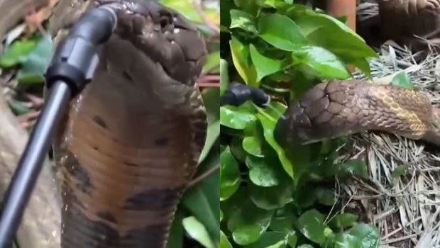 Öz bağçasında zəhərli ilana su içirdi – ANBAAN VİDEO