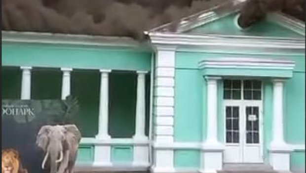 Rostov zooparkında yanğın olub - VİDEO 