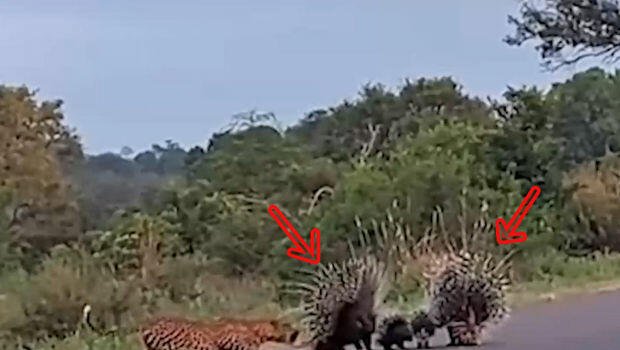 Kirpilər balalarını bəbirdən belə qorudular - ANBAAN VİDEO