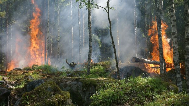 Türkiyənin beş vilayətində meşə yanğınları DAVAM EDİR