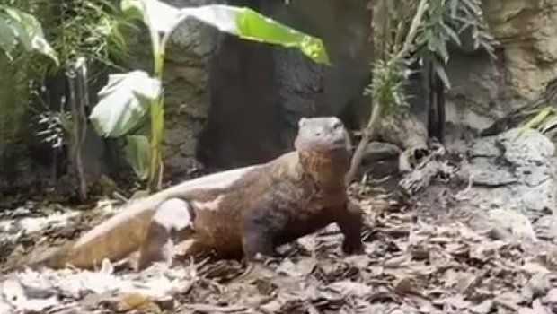 Drakon 12 yaşını qeyd edib - VİDEO