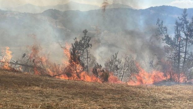 Türkiyədə yenə meşə yanğınları BAŞLAYIB 