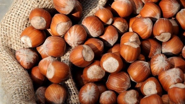 Fındıqçılıqla məşğul olan fermerlər ÇƏTİN VƏZİYYƏTDƏ – Məhsuldarlıq az, qiymətlər ucuz...