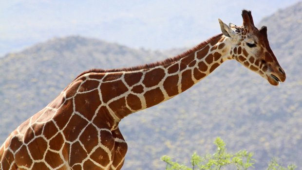 ABŞ zooparkında tarixdə ilk və nadir zürafə DOĞULUB - FOTO 