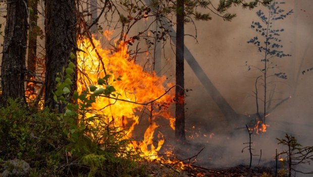 Çanaqqalada meşə yanğını başladı