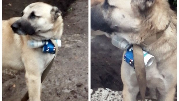 Beynəlxalq təşkilatların SUSQUNLUĞU – “Heyvansevər”lər erməniləri itdən ÇOX SEVİRMİŞ...