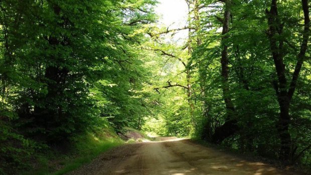 Hirkan meşələri UNESCO-nun Ümumdünya İrs Siyahısına daxil edildi