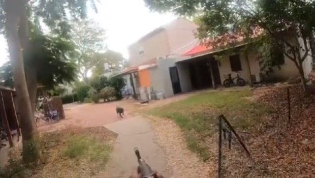 HƏMAS terrorçuları günahsız itləri güllələyirlər - VİDEO