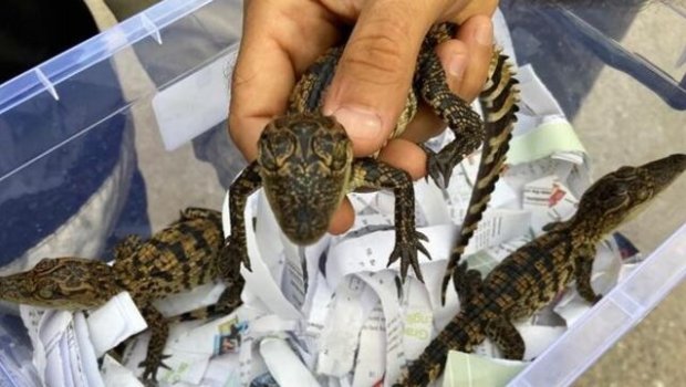 Evində timsah balası saxlayan şəxs tutuldu – FOTO/VİDEO  