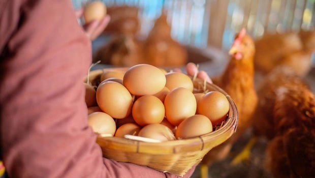 Toyuq və yumurta BAHALAŞMAYACAQ – MÜHÜM AÇIQLAMA 