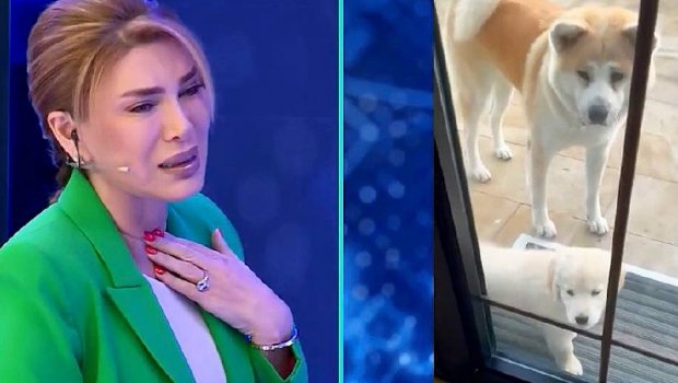 İtlərini itirən Xoşqədəm efirdə AĞLADI - VİDEO