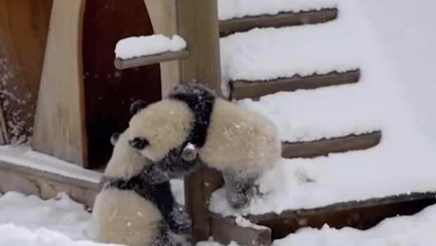 İlk dəfə qar görən pandaların sevincli anları – VİDEO  