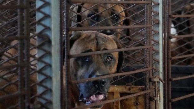 Cənubi Koreyada it yemək qadağan olundu