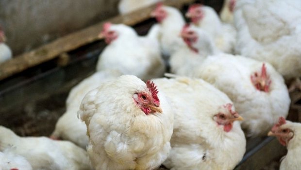 Macarıstandan ölkəmizə quşçuluq məhsullarının idxalına məhdudiyyət qoyulub