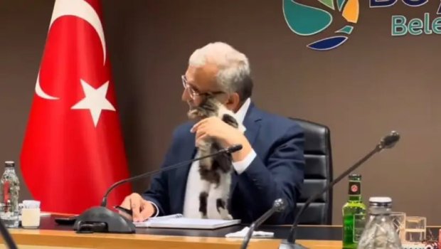 Rəsmi görüş zamanı maraqlı ANLAR - Bələdiyyə sədrinin üzərinə pişik balası ÇIXIB - VİDEO