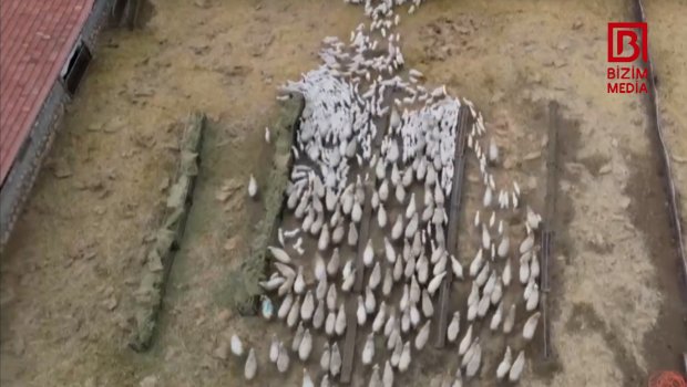 Süd quzularının anaları ilə ilk görüş anı - VİDEO