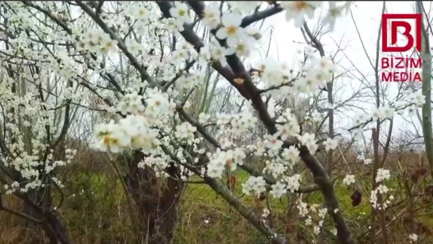 “Bahar nəfəsi” Kürdəmirdə belə hiss olundu - VİDEO