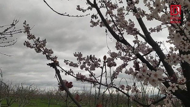 Azərbaycanda dağlara qar yağır, ağaclar çiçəkləyir – FOTO/VİDEO 