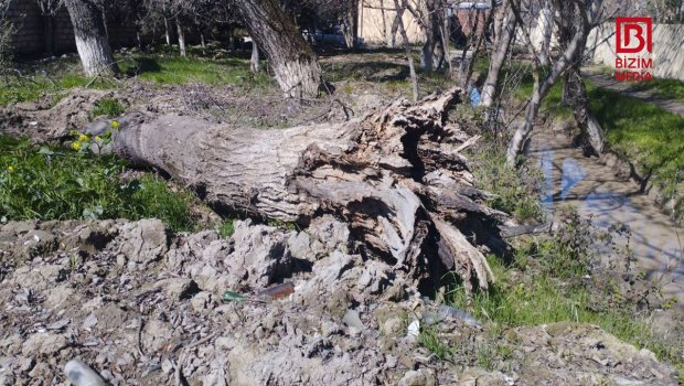 Güclü külək Kürdəmirdə ağacları aşırdı - FOTO