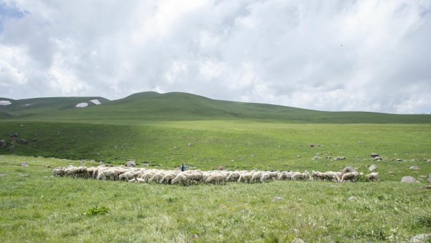 Azad olunmuş ərazilərdəki yaylaqlara köçlə bağlı qeydiyyat BAŞLADI