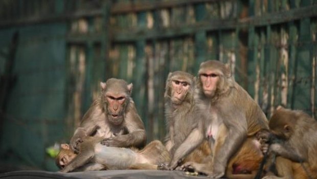 Taylandın məşhur turistik şəhərini meymunlar zəbt etdi - ANBAAN VİDEO 