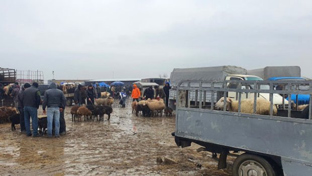 Heyvan satışı bazarlarında nöqsanlar aşkarlandı – FOTO  