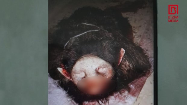 Tovuz qəbiristanlığında “göreşən”  TAPILDI – FOTO 
