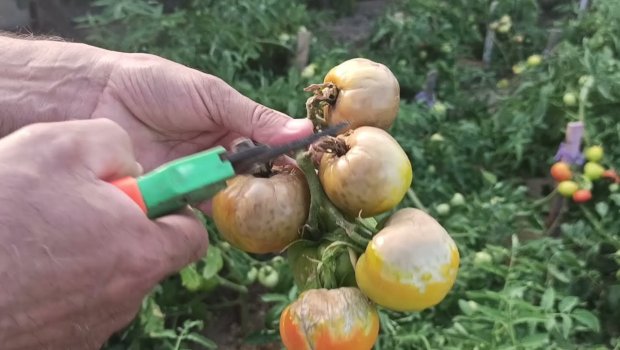 Pomidor şitillərində ÇÜRÜMƏ – Məhsul qıtlığı və bahalaşma GÖZLƏNİLİRMİ? 