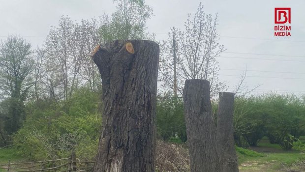 Qaxda yol kənarındakı çinarların kəsilməsi ilə bağlı RƏSMİ AÇIQLAMA – FOTO/VİDEO 