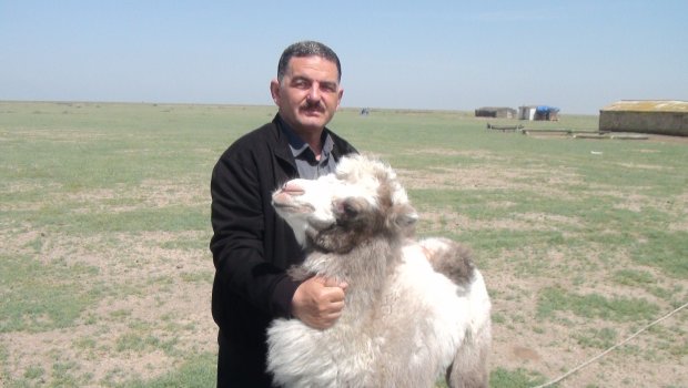 Cəbrayıl sakini doğma rayonuna 70 baş dəvəsilə qayıtmaq istəyir – FOTO  