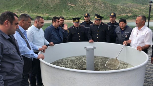 Suqovuşan su anbarına balıq körpələri buraxıldı - FOTO