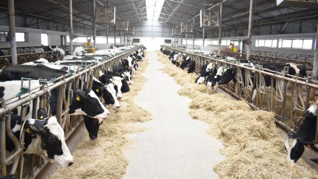 Ötən ay 2,9 milyon baş xırdabuynuzlu heyvan peyvəndlənib - FOTO