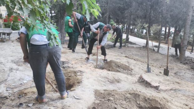 Yasamalda kəsilən ağacların yerində yeniləri əkiləcək - FOTO