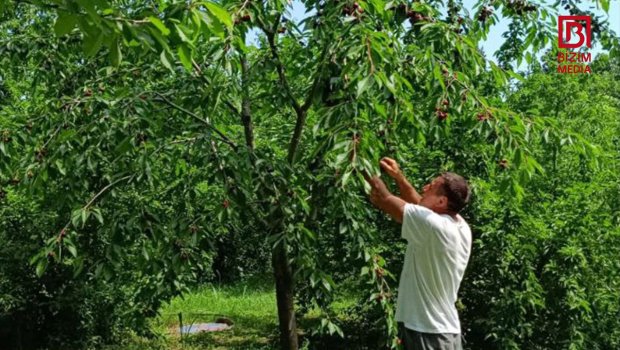 Xaçmazda GİLAS YIĞIMI – “Fermerlər qiymətdən razıdır, alıcılar isə...” – FOTO 