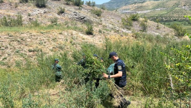 Samuxda 3 ton çətənə MƏHV EDİLDİ 
