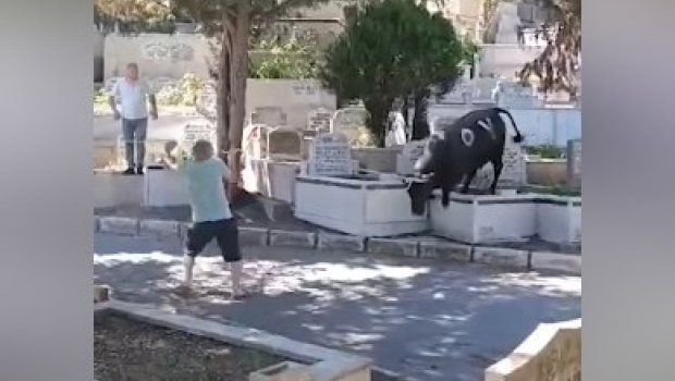 İstanbulda qurbanlıq öküz 2 nəfəri yaraladı - VİDEO