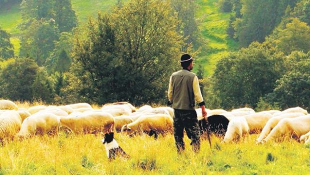 Zərdabda bədbəxt hadisə: Çoban yükün altında qalaraq öldü