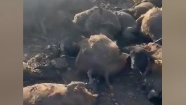 Diyarbakır və Mardindəki meşə yanğınlarında vəhşi heyvanlar TƏLƏF OLDU - VİDEO 