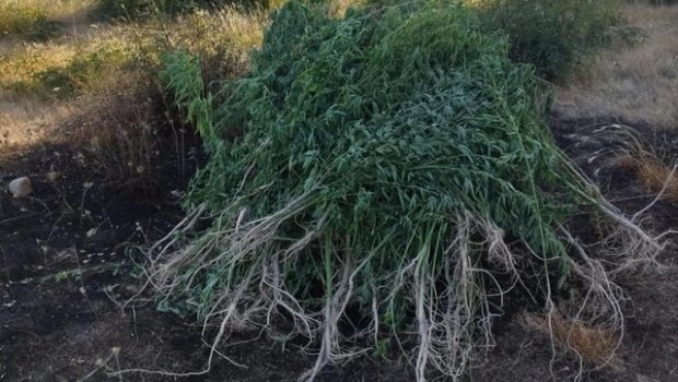 Ağsu dolaylarında 1,6 ton çətənə kolu MƏHV EDİLDİ
