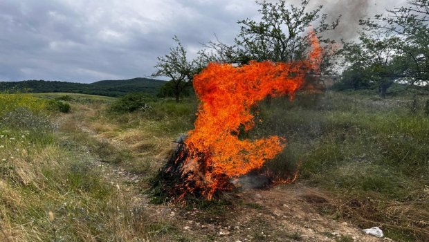 Xocavənddə 1 tondan artıq çətənə bitkisi yandırıldı