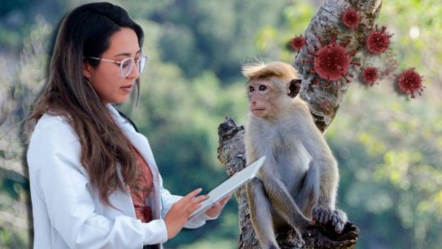 Dünyada tüğyan edən meymunçiçəyinə Azərbaycanda yoluxan VARMI? – Rəsmi AÇIQLAMA 