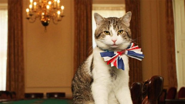Britaniya hökumətinin məşhur pişiyi də “istefaya” göndərilə bilər - Krallıqda pişik seçimi 