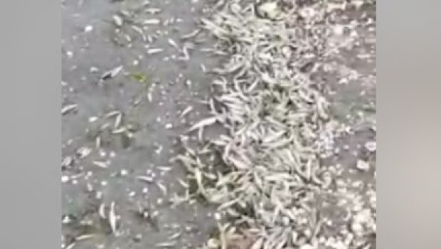 Xəzərin Bakı sahillərinə çıxardığı ölü balıq kütləsi - VİDEO