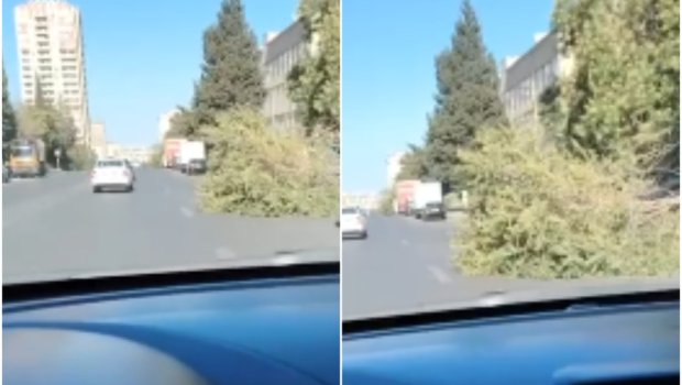 Yasamalda böyük ağac avtomobil yoluna aşdı - VİDEO