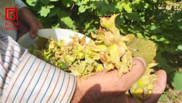 Xaçmazlıların qış AZUQƏSİ &ndash; Fındıq yığımında SON VƏZİYYƏT &ndash; FOTO/VİDEO