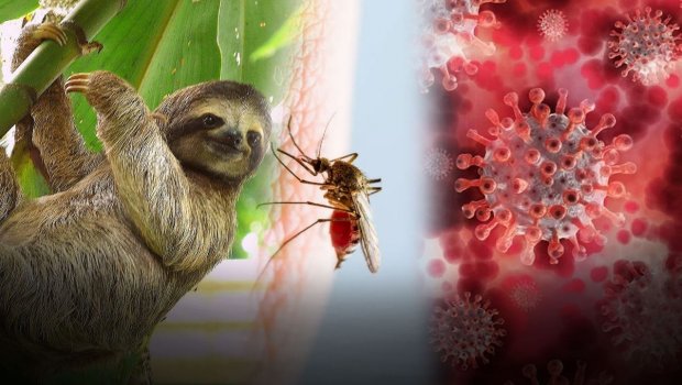Braziliyada başlayan ölümcül virus Avropaya da gəldi - FOTO